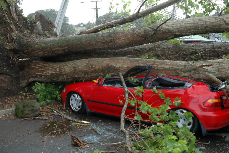 a red car crushed underneath a tree, likely caused by a bad storm